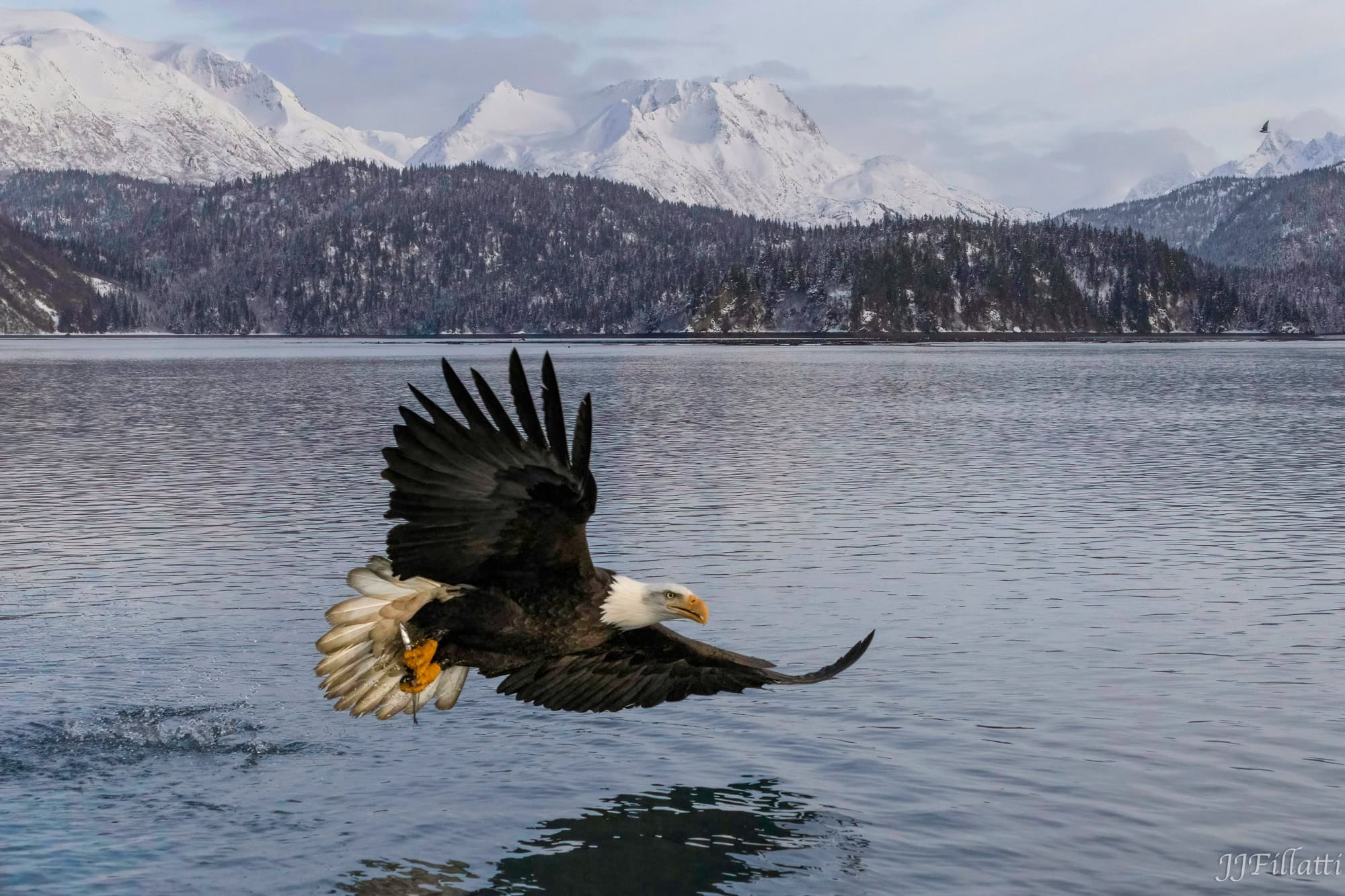 A bald eagle catching a fish in the foreground of a mountain vista